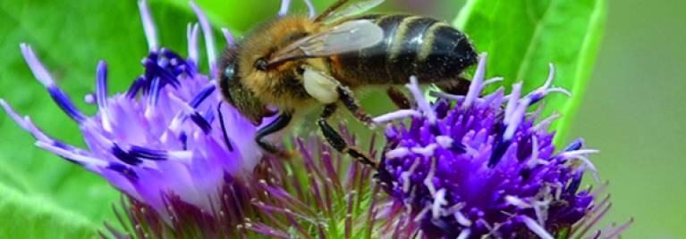 Fête de l'abeille