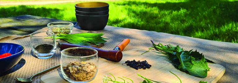 Atelier cueillette et cuisine de plantes comestibles