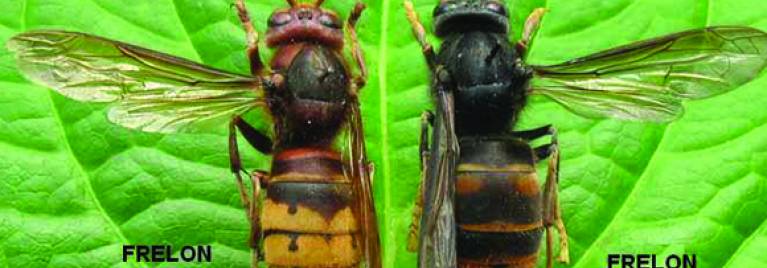 Frelon asiatique, tous à vos pièges !