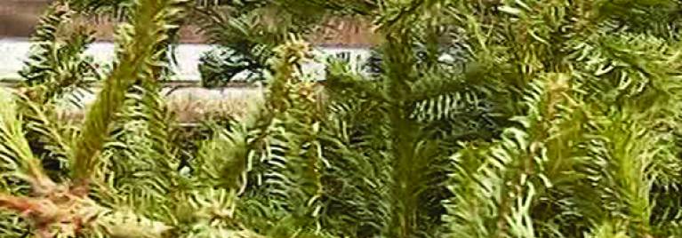 NOUVEAU : ramassage des sapins de Noël